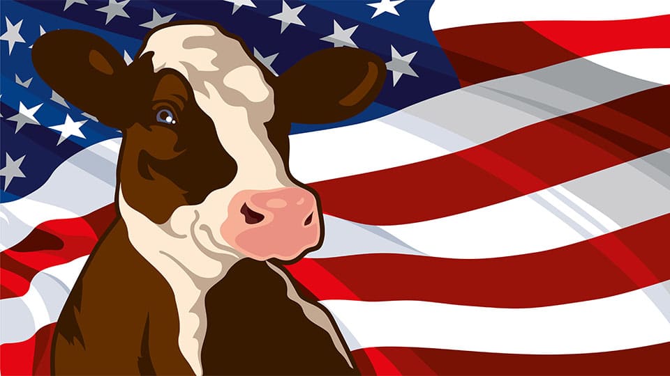 cow and american flag