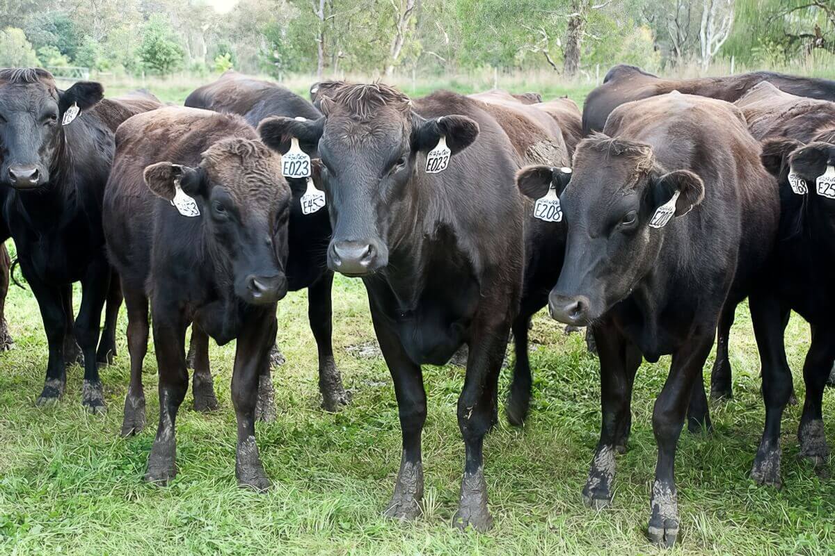 Australian Blackmore 3 cows