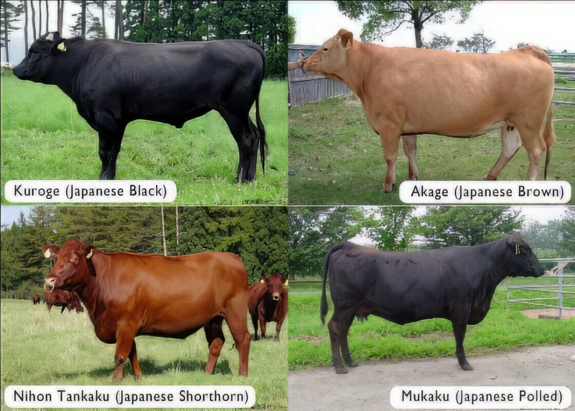 japaneese wagyu breeds 